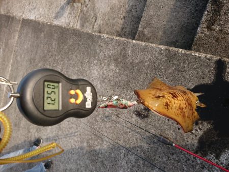 今期初キロアップ